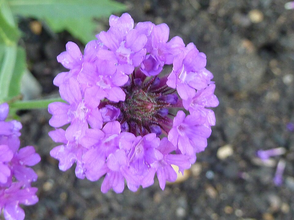 Verbena rigida (Rigid Verbena) (alternate view 6)