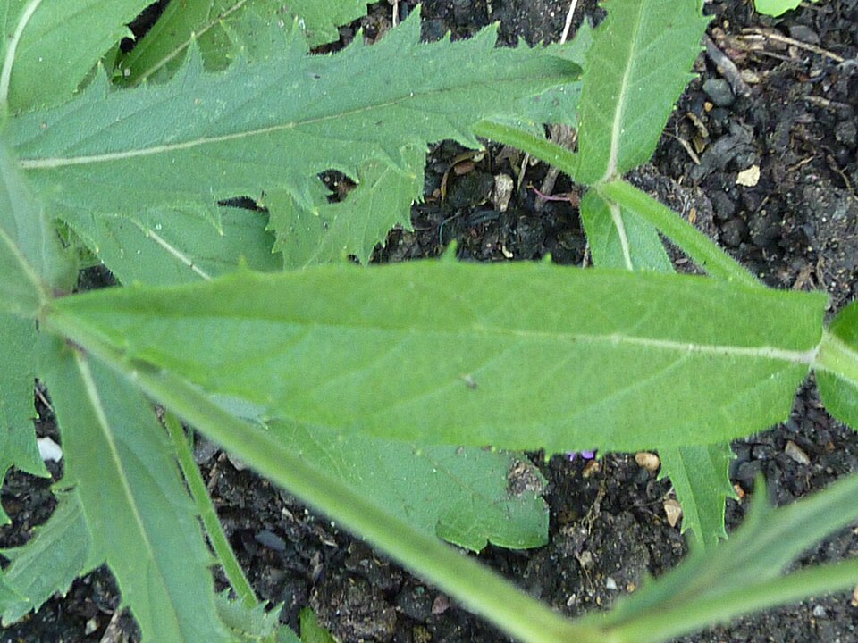 Verbena rigida (Rigid Verbena) (alternate view 7)