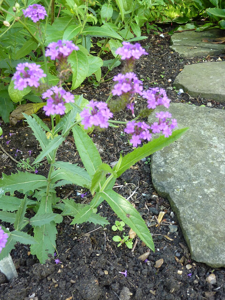 Verbena rigida (Rigid Verbena) (alternate view 8)
