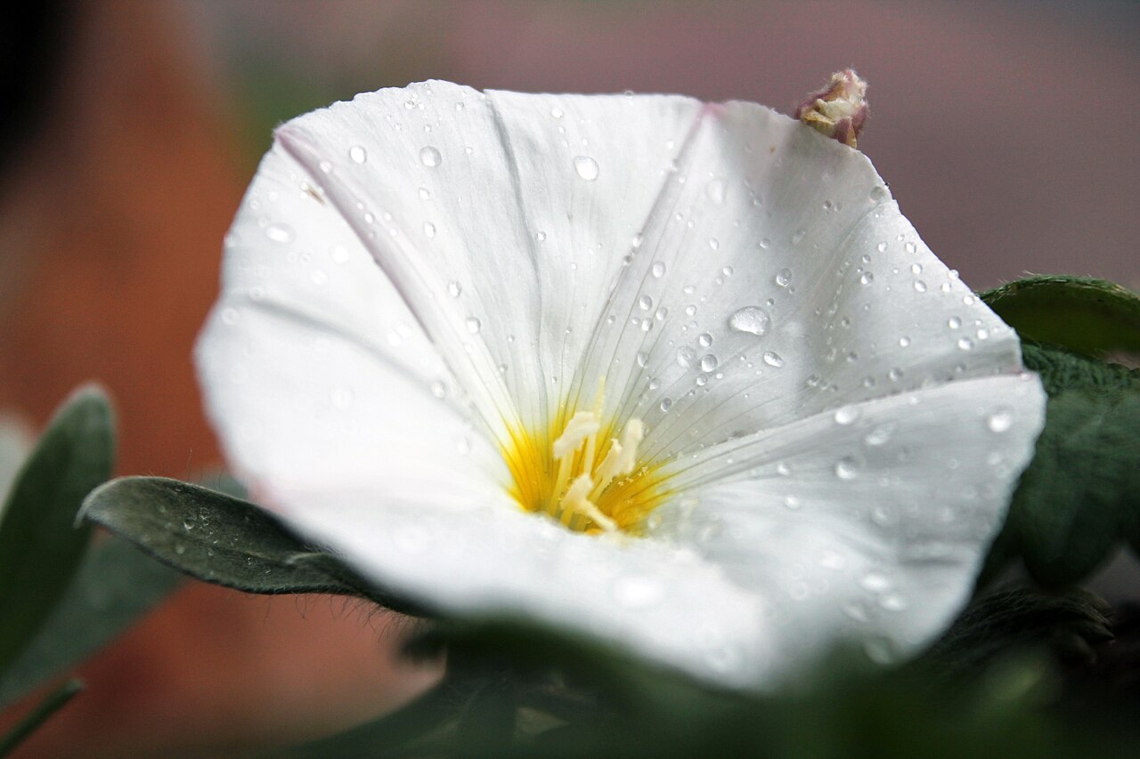 Convolvulus cneorum, Silverbush — mounding evergreen (Convolvulaceae) (image 5 of 10)