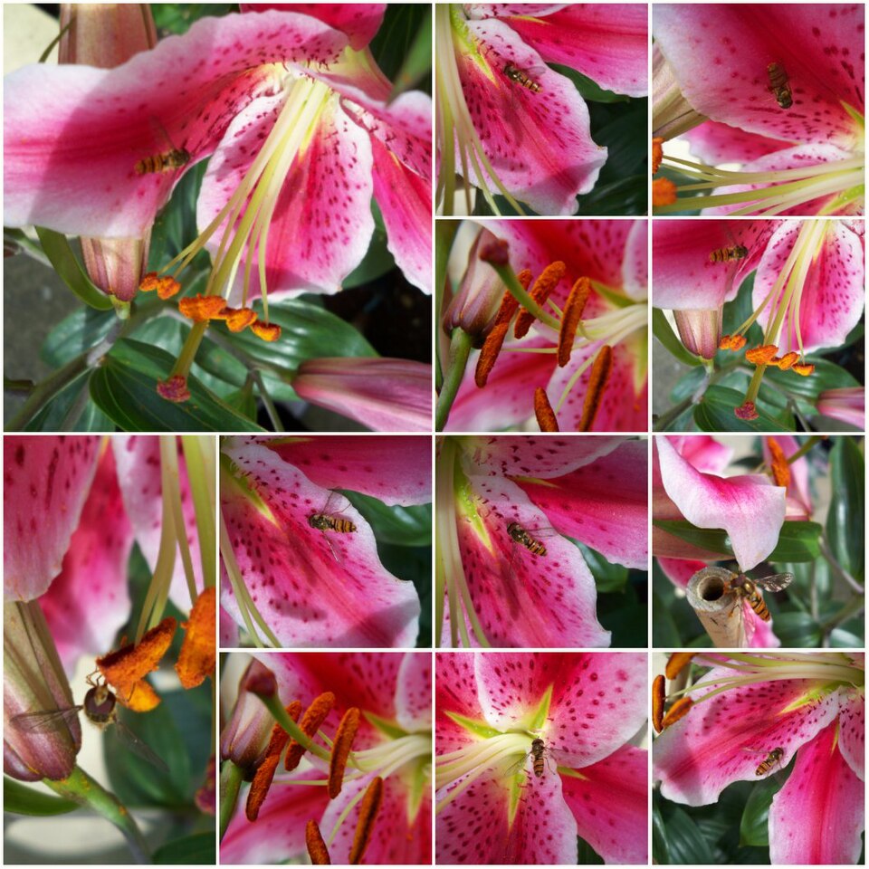 Lilium (true lilies) (alternate view 6)