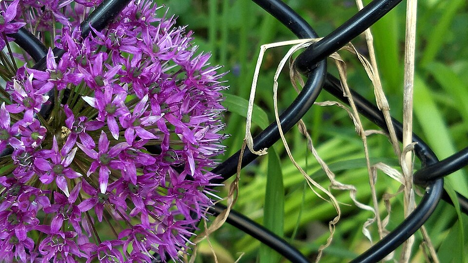 Allium (onions) (alternate view 8)