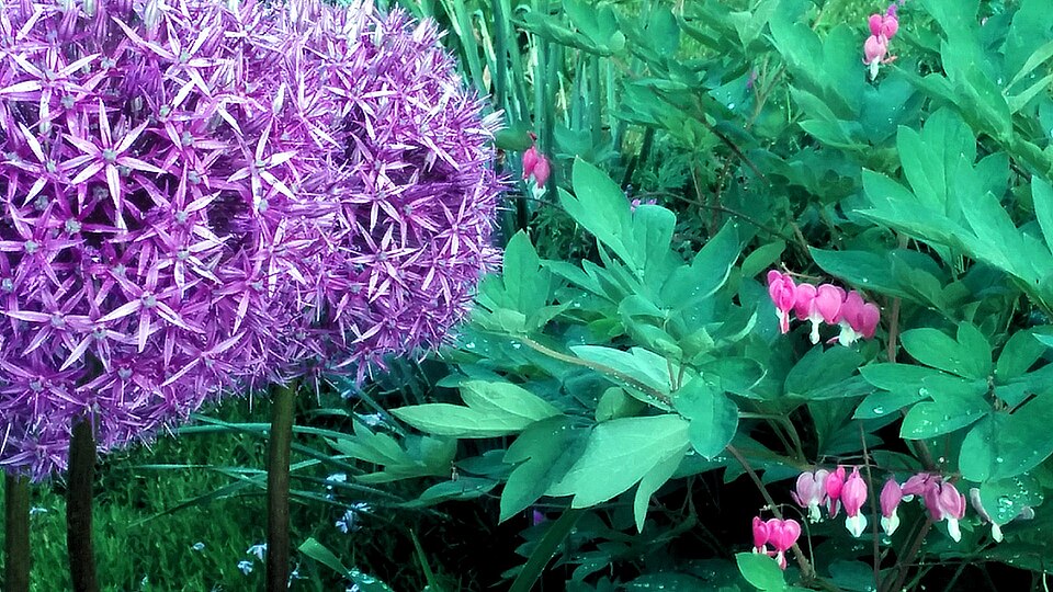 Allium (onions) (alternate view 9)