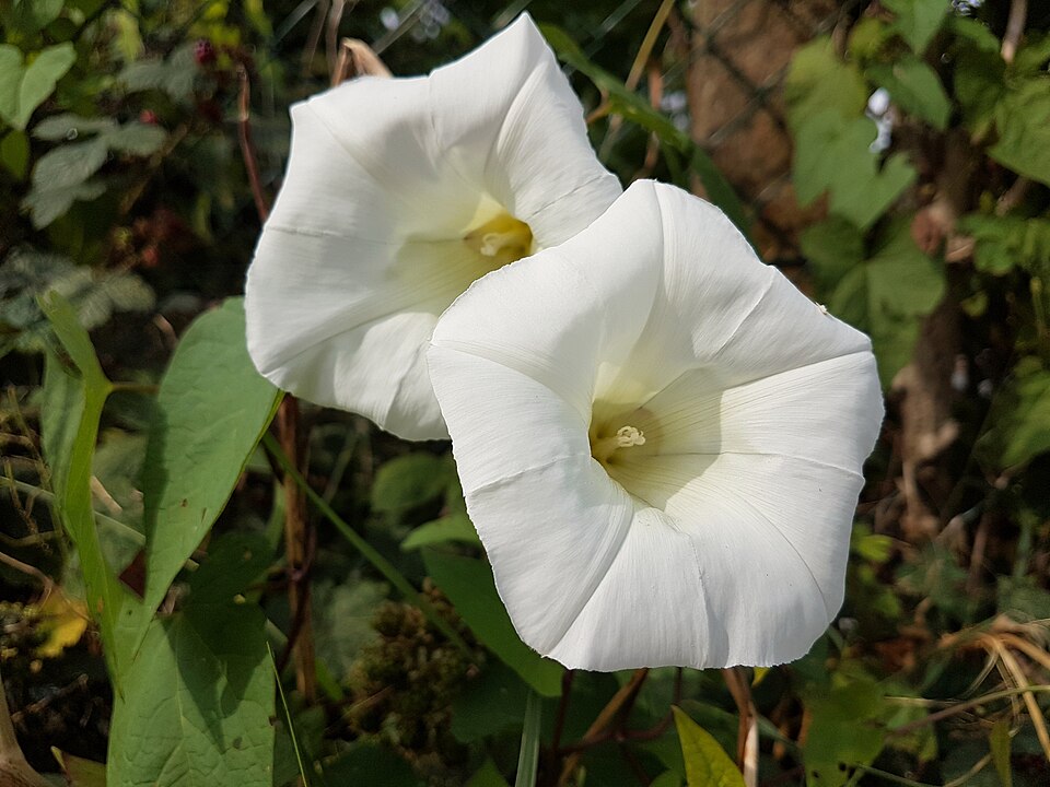 Calystegia (false bindweeds) (alternate view 6)