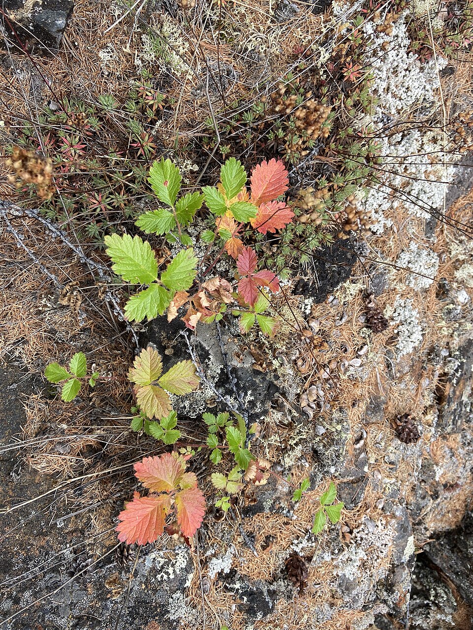 Drymocallis (alternate view 4)