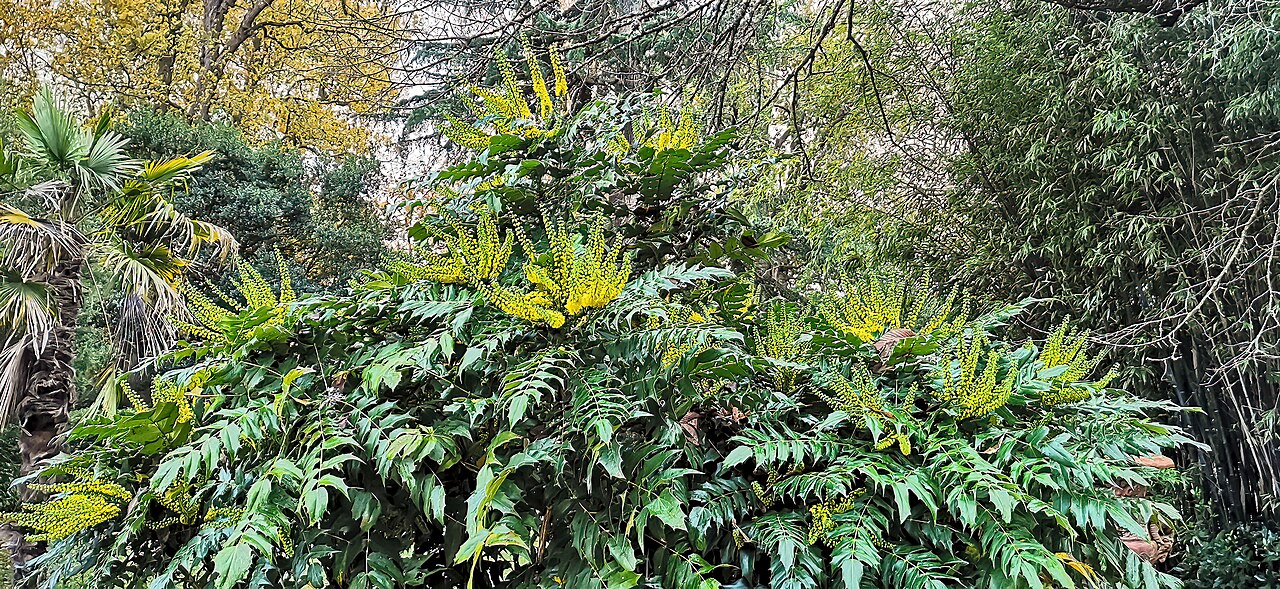 Mahonia bealei (Leatherleaf mahonia)