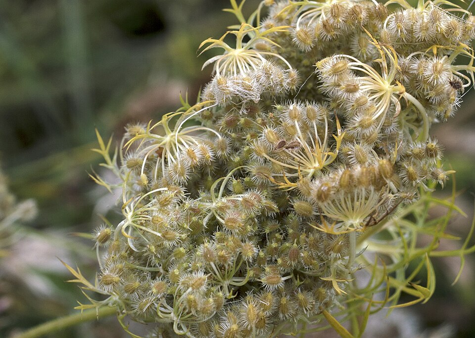 Daucus (carrots) (alternate view 4)