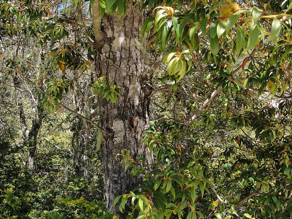 Chrysolepis chrysophylla (Golden Chinquapin) (alternate view 8)