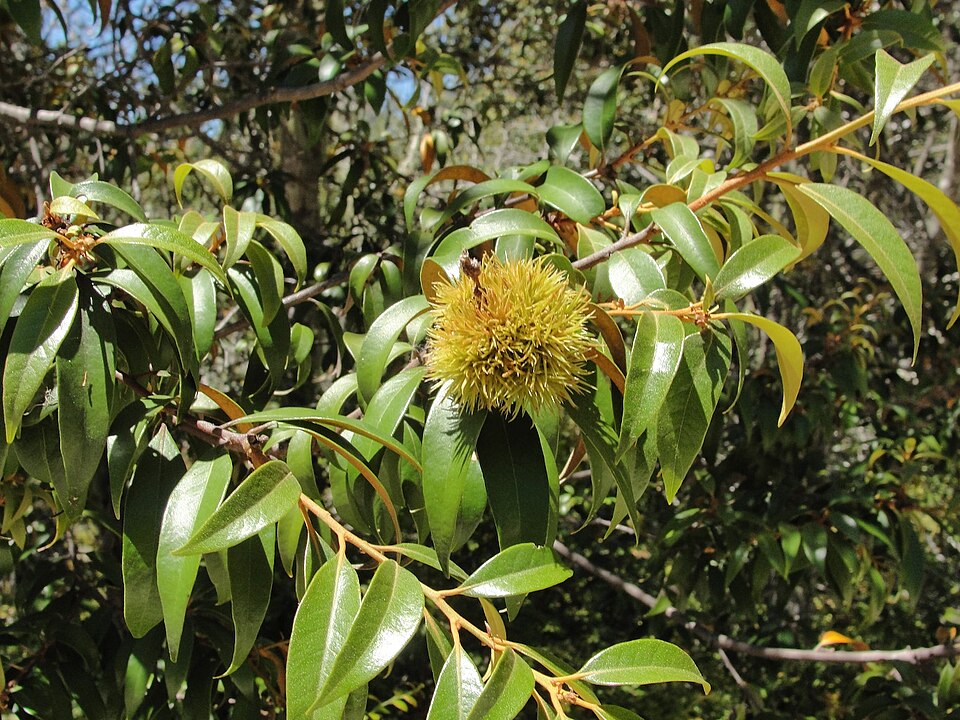 Chrysolepis chrysophylla (Golden Chinquapin) (alternate view 9)