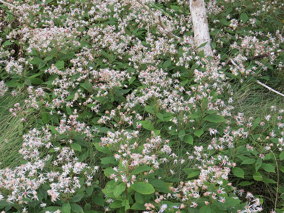 Oclemena acuminata (whorled wood aster) (alternate view 9)