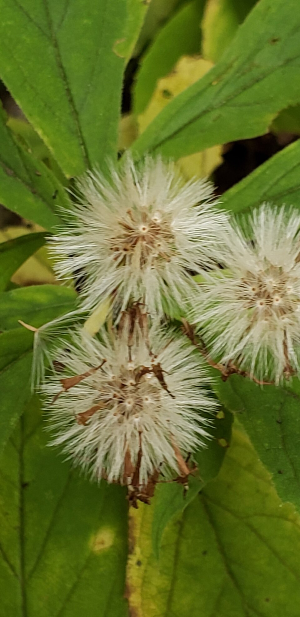 Oclemena acuminata (whorled wood aster) (alternate view 10)
