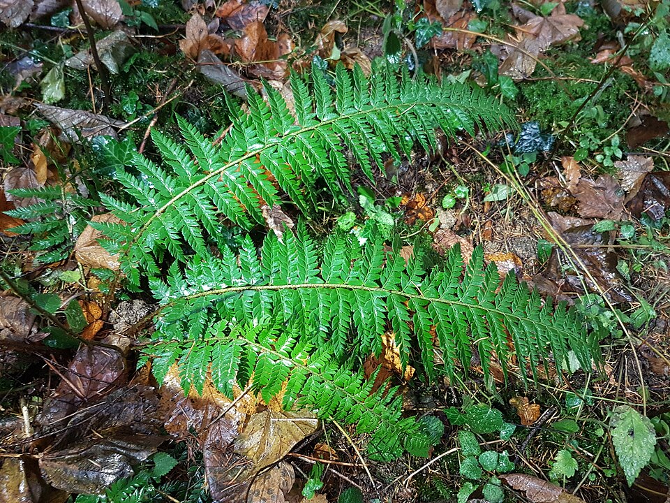 Polystichum aculeatum (hard shield fern)