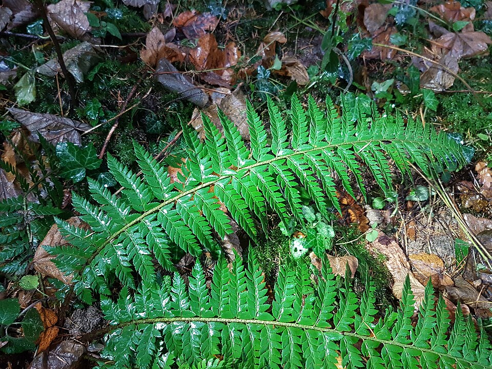 Polystichum aculeatum (hard shield fern)
