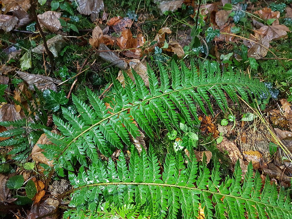 Polystichum aculeatum (hard shield fern)