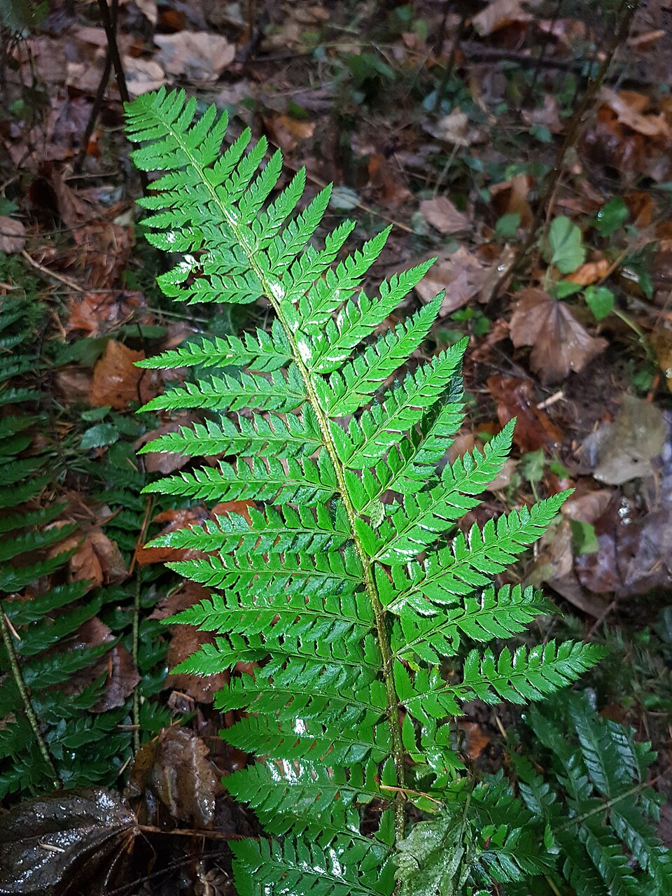 Polystichum aculeatum (hard shield fern)