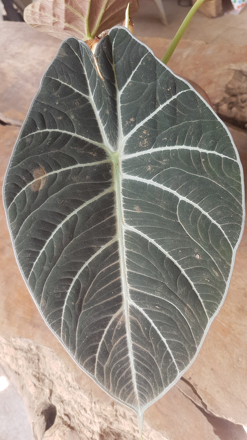 Alocasia reginula (Black Velvet Alocasia) (alternate view 7)
