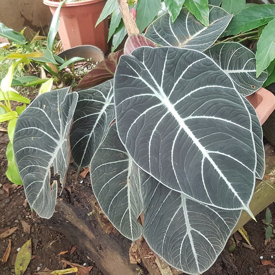 Alocasia reginula (Black Velvet Alocasia) (alternate view 8)