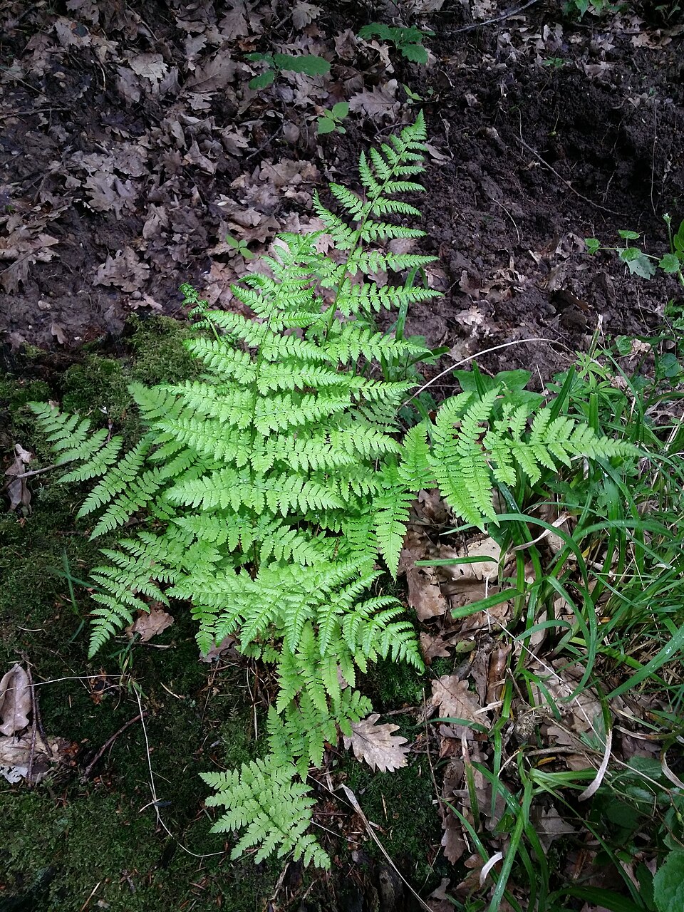 Dryopteris carthusiana (spinulose wood fern)