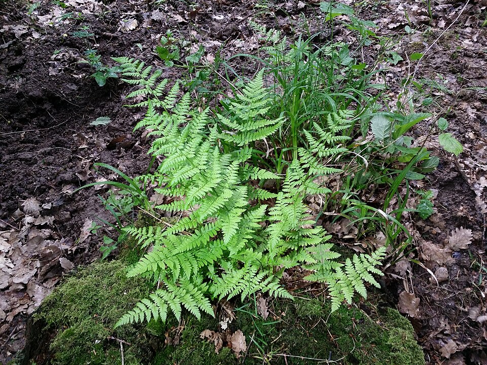 Dryopteris carthusiana (spinulose wood fern)