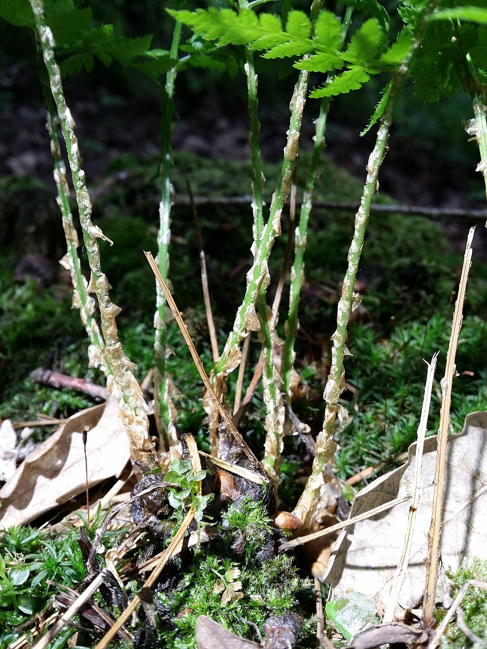 Dryopteris carthusiana (spinulose wood fern)
