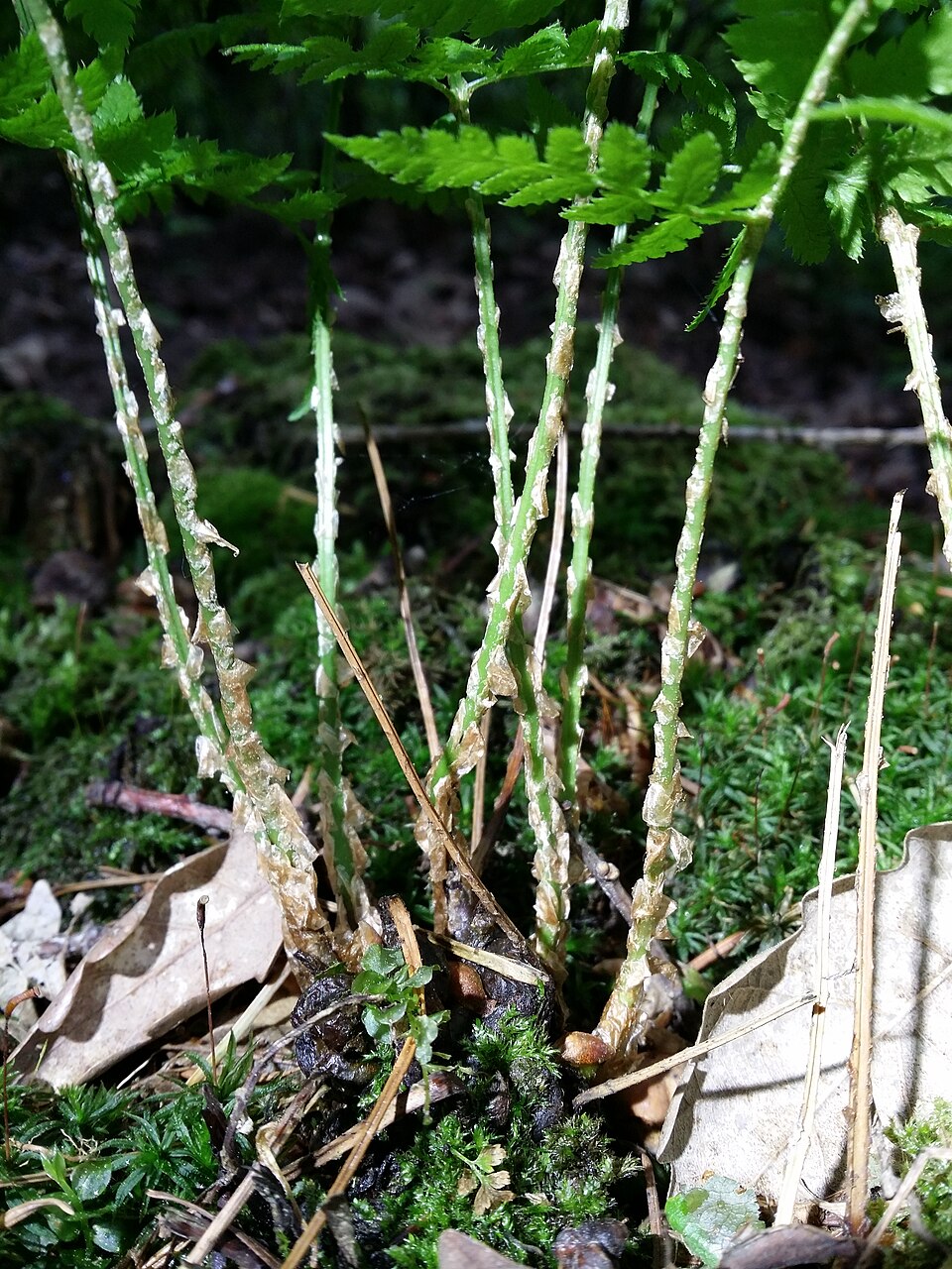 Dryopteris carthusiana (spinulose wood fern)