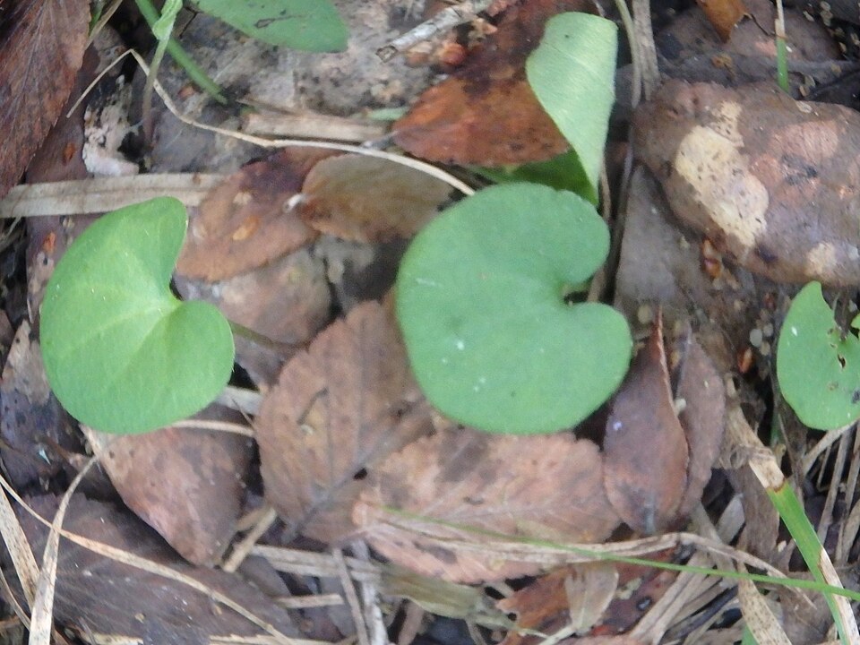 Dichondra carolinensis (Carolina ponysfoot) (alternate view 6)