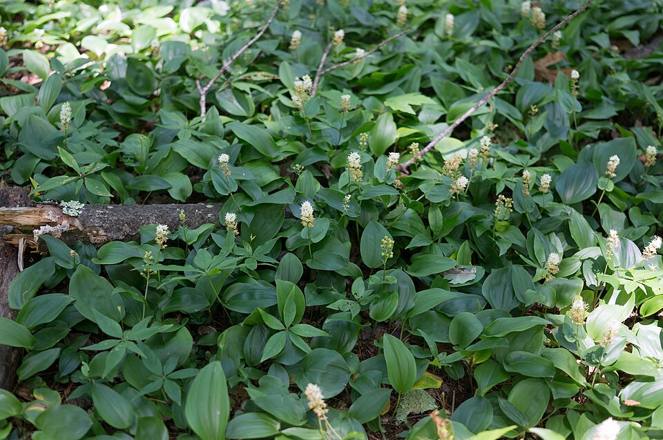 Maianthemum (mayflowers and false Solomon's seals) (alternate view 2)