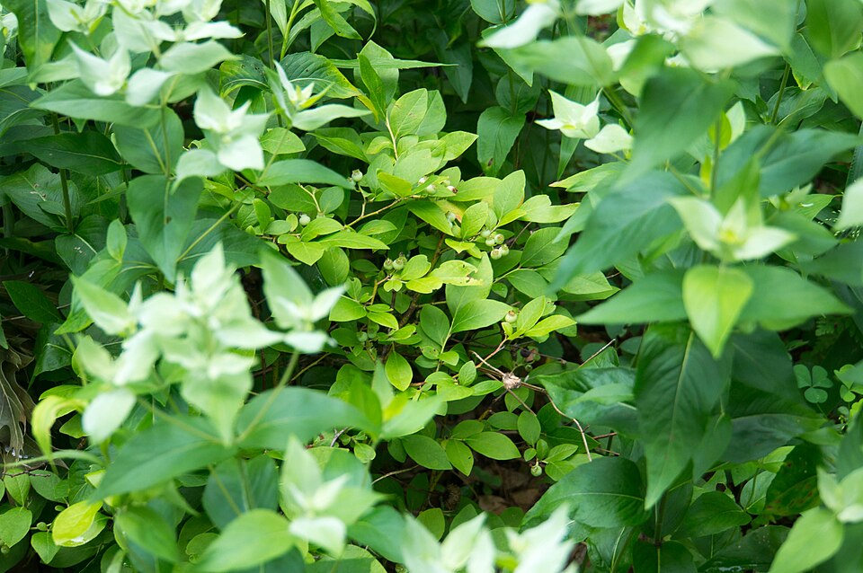 Pycnanthemum (mountain mints) (alternate view 4)