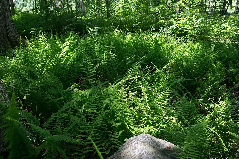Dennstaedtia punctilobula (Hay-Scented Fern) (alternate view 9)