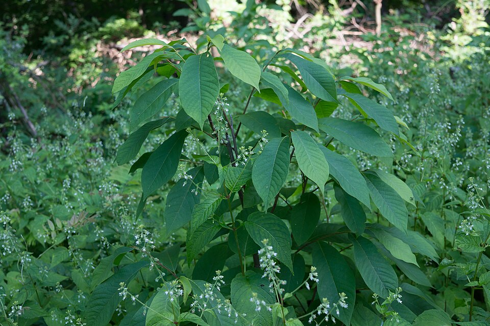 Circaea canadensis (broadleaf enchanter's nightshade)