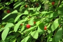 Vaccinium parvifolium (red huckleberry) (alternate view 8)