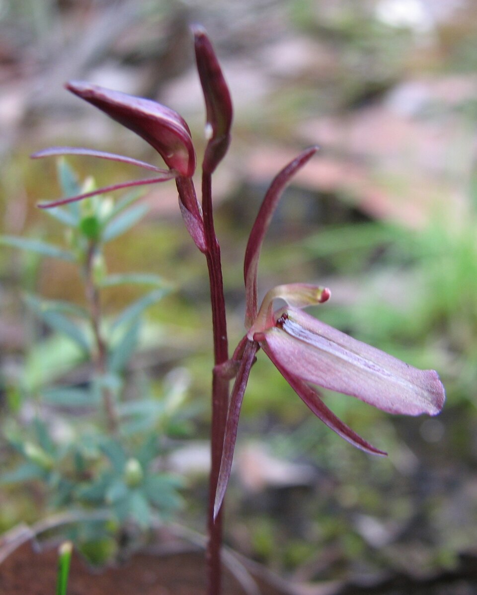 Cyrtostylis reniformis (Gnat orchid)