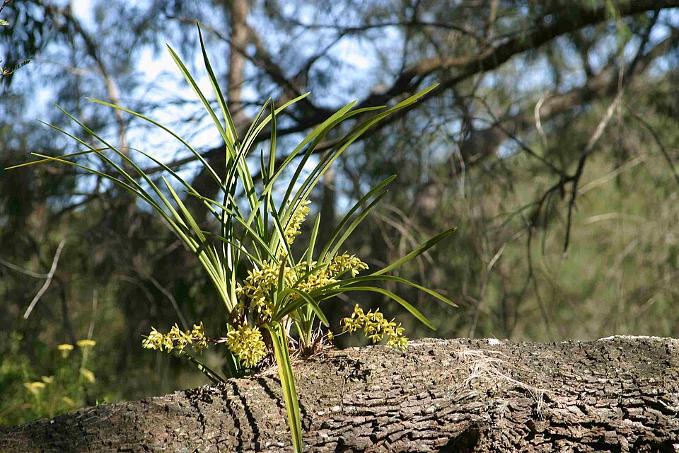 Cymbidium suave (Snake Orchid) (alternate view 6)