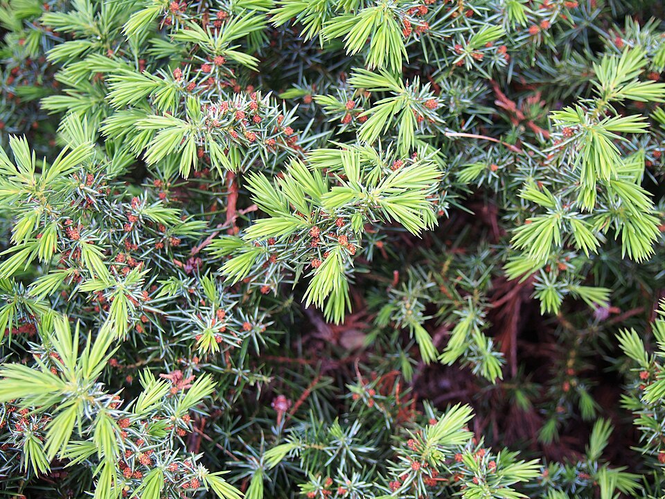 Juniperus conferta (shore juniper) (alternate view 3)