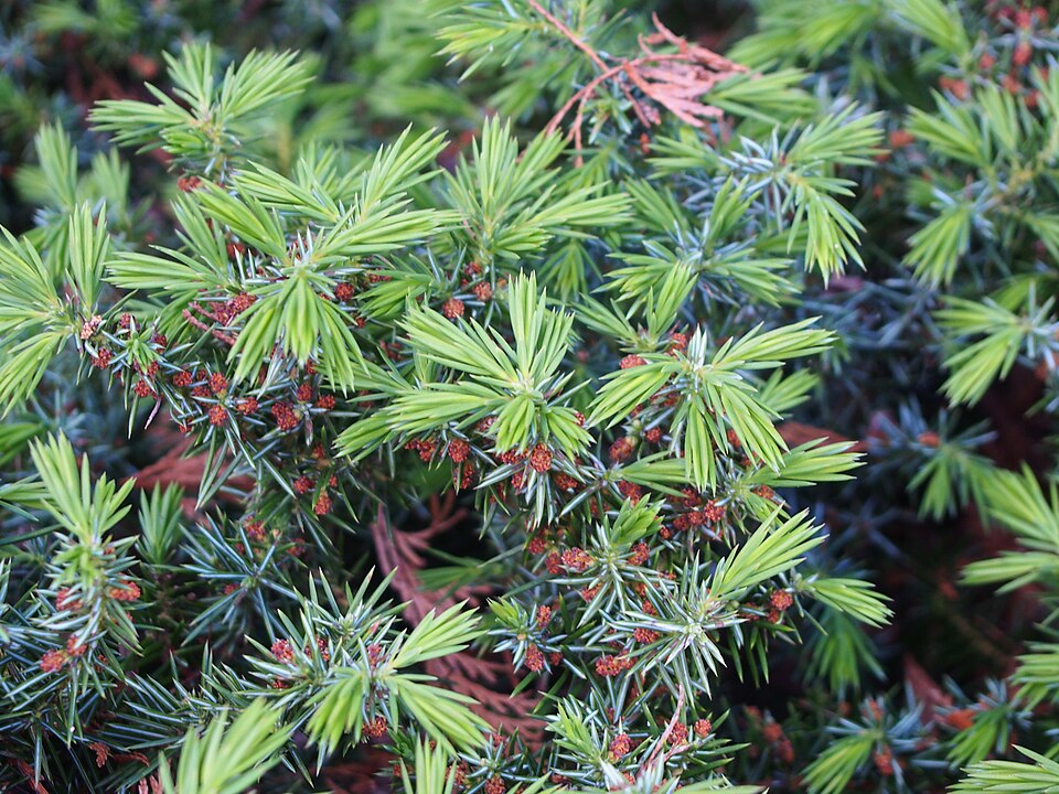 Juniperus conferta (shore juniper) (alternate view 4)