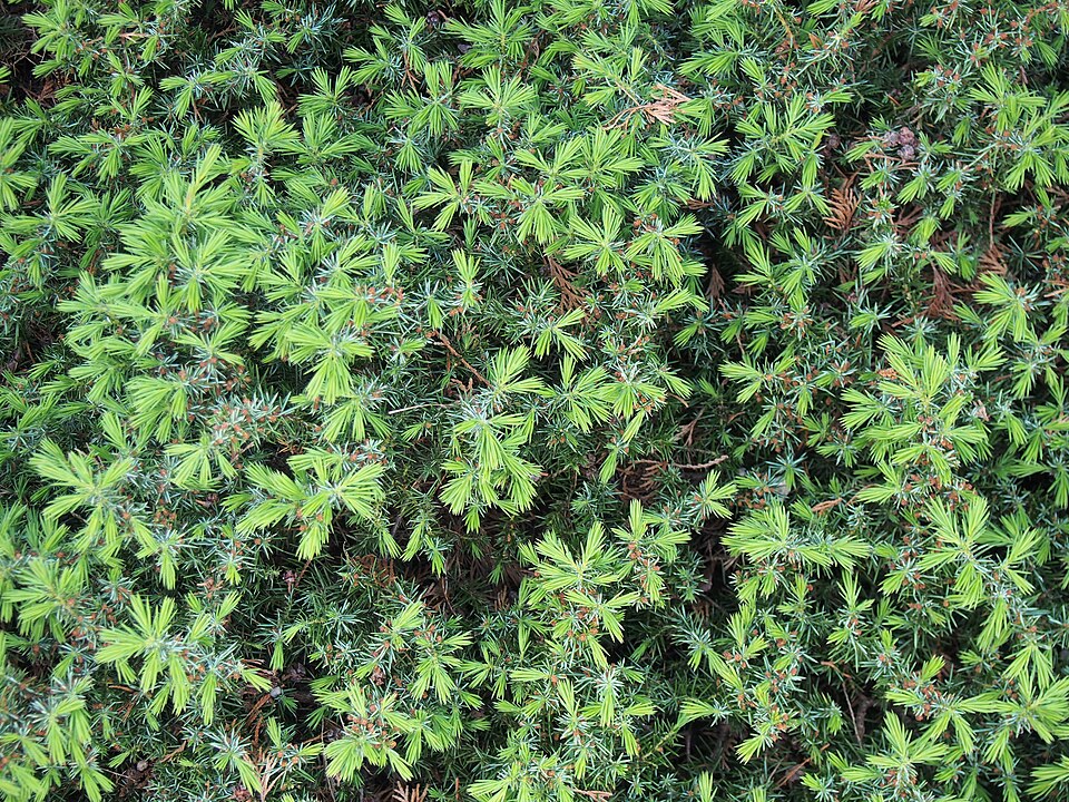 Juniperus conferta (shore juniper) (alternate view 5)