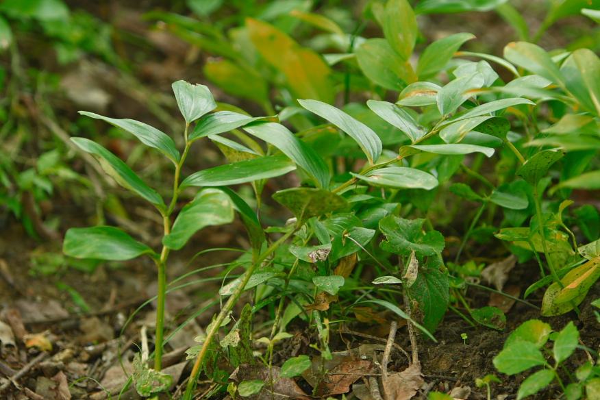 Polygonatum odoratum (Solomon's Seal) (alternate view 8)
