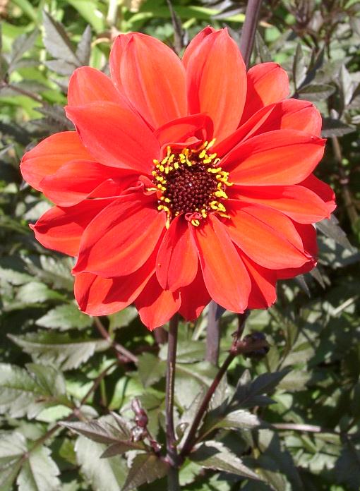 Dahlia 'Bishop of Llandaff', Dahlia 'Bishop of Llandaff' — upright deciduous (Asteraceae) (image 1 of 10)