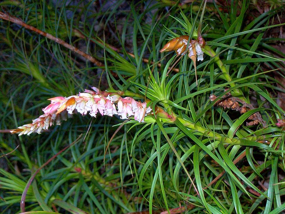 Dracophyllum secundum (necklace heath) (alternate view 4)