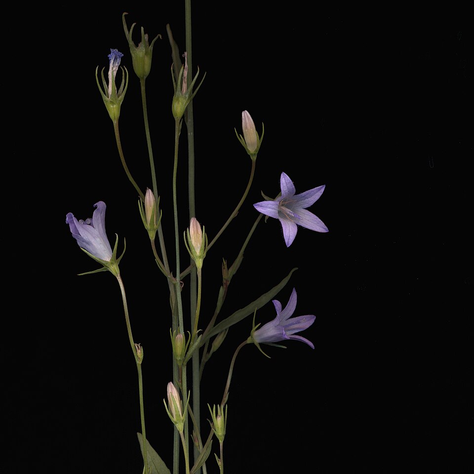 Campanula patula (Spreading Bellflower)