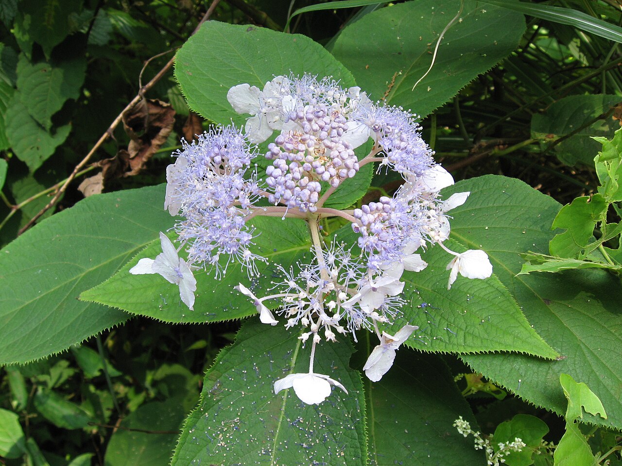 Hydrangea involucrata, Bristly hydrangea — mounding deciduous (Hydrangeaceae) (image 1 of 10)