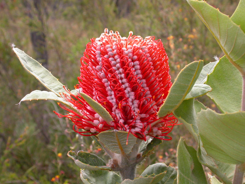Banksia coccinea, Scarlet banksia — upright evergreen (Proteaceae) (image 6 of 10)