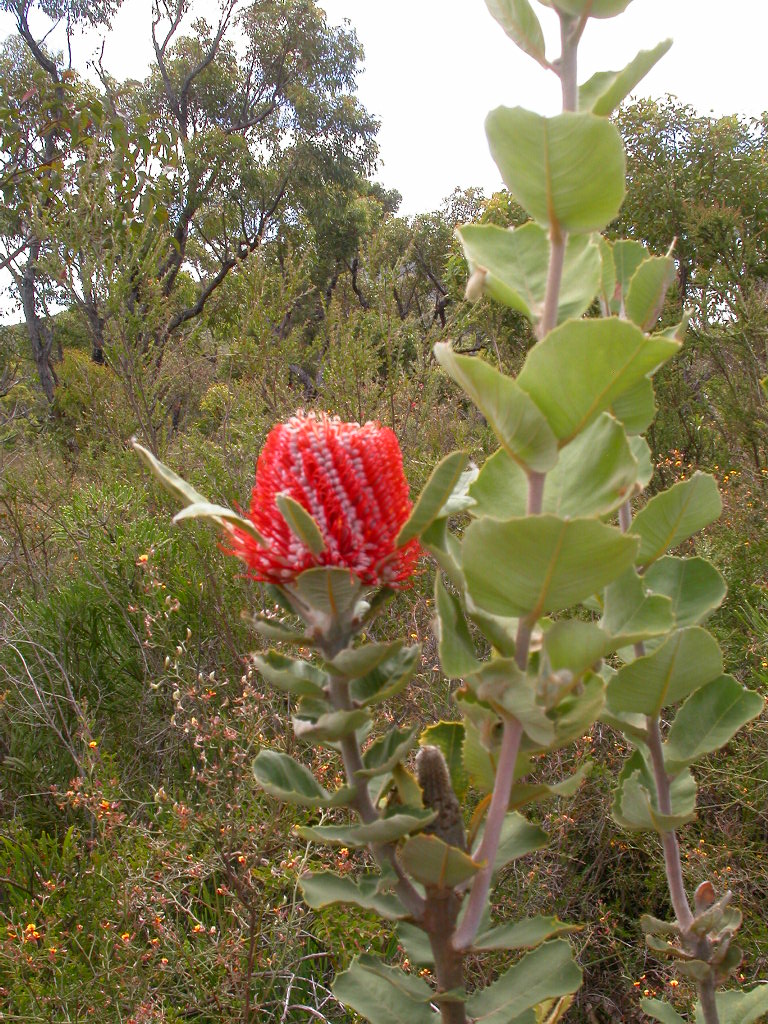 Banksia coccinea, Scarlet banksia — upright evergreen (Proteaceae) (image 7 of 10)