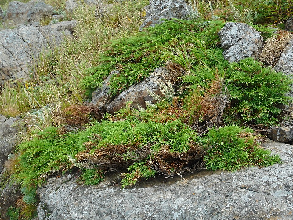 Microbiota decussata (Russian Cypress) (alternate view 5)