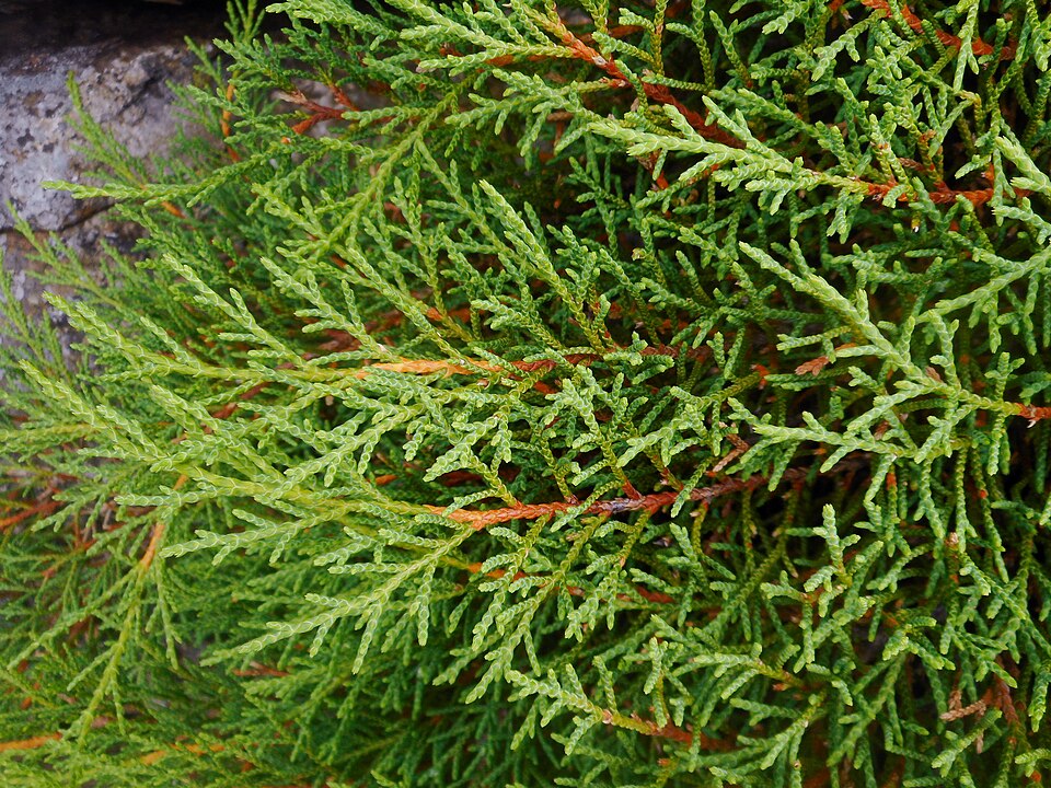 Microbiota decussata (Russian Cypress) (alternate view 6)