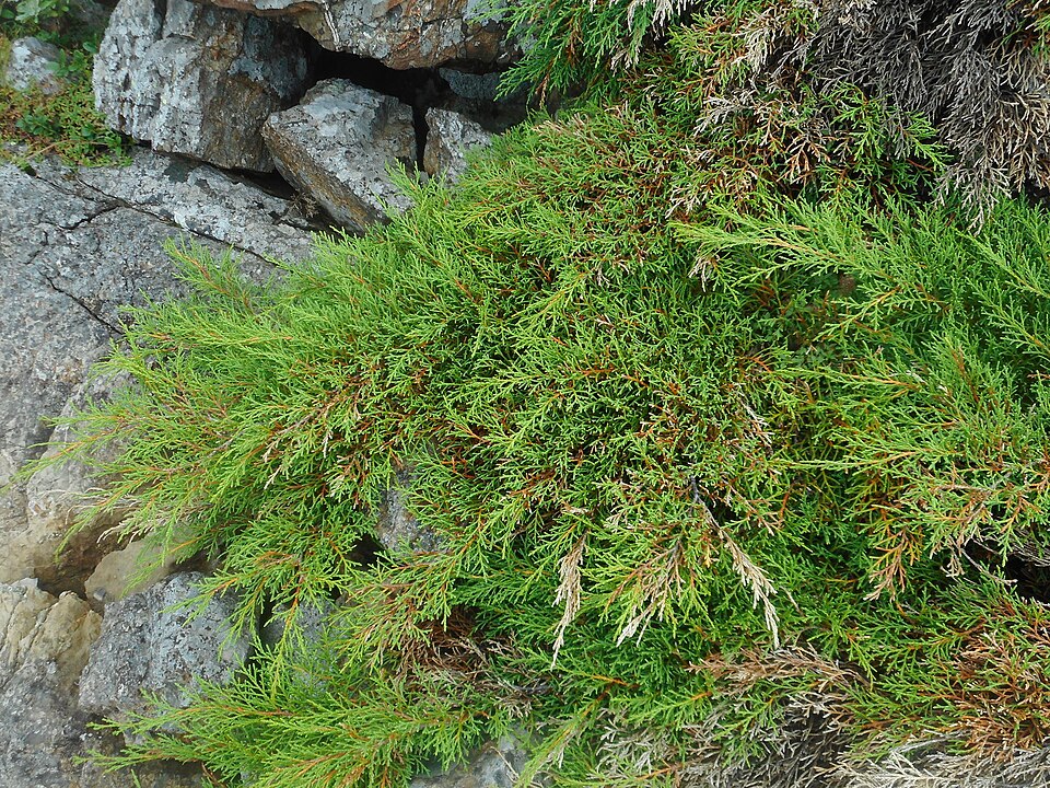 Microbiota decussata (Russian Cypress) (alternate view 7)
