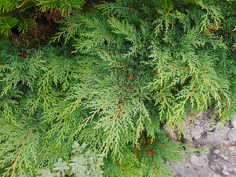 Microbiota decussata (Russian Cypress) (alternate view 8)