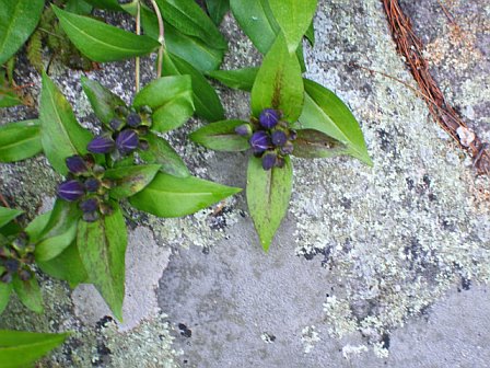 Gentiana andrewsii (closed bottle gentian)