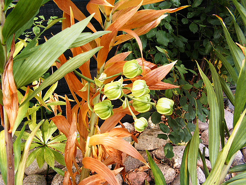 Lilium hansonii