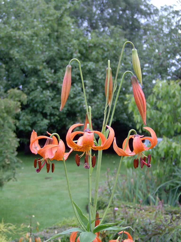 Lilium michiganense (Michigan lily) (alternate view 9)